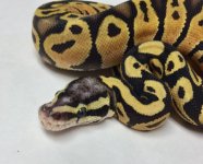 pastel scaleless head 2.jpg