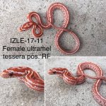 IZLE-17-11.jpg