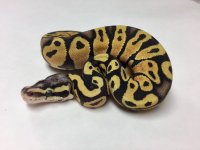 pastel scaleless head 1.jpg