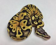 pastel scaleless head.jpg