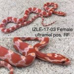 IZLE-17-03.jpg