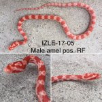 IZLE-17-05.jpg