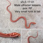 IZLE-17-01.jpg
