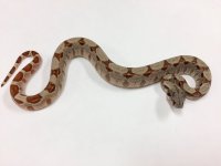 HYPO BOA.jpg