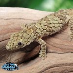 eurydactylodes-vieillardi-gecko.jpg