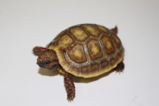 IMG_1734.jpg