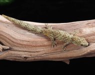eurydactylodes-vieillardi-EV21a.jpg