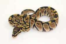 male scaleless head.jpg