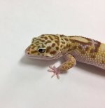 JUNGLE MACK SNOW RAPTOR.jpg