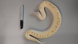 Ivory het.jpg