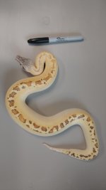 male ivory 2.jpg