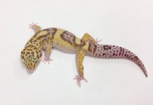 JUNGLE MACK SNOW RAPTOR 1.jpg