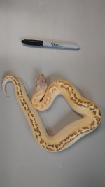 male ivory 1.jpg