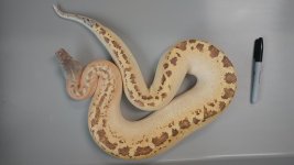 adult male ivory .jpg