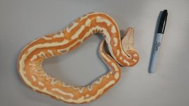 albino matrix.jpg