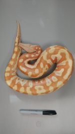female albino 1.jpg