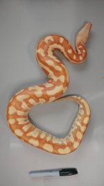 female albino 2.jpg