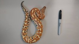 female het albino .jpg