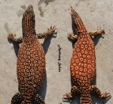 DSC_1464_zpsvoa4tbys.jpg