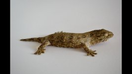 geck1.jpg