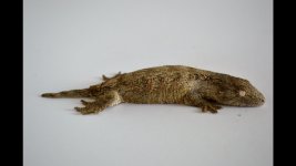 geck2.jpg
