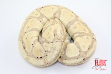 15BananaF1-1250g.jpg