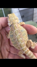 Citrus Hypo.jpg