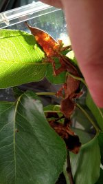 IMG_20170714_191401585.jpg