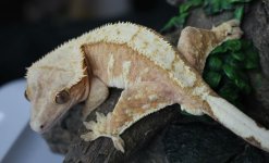 IMG_0471.jpg