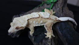 IMG_0468.jpg