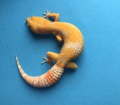 Albino Blood 5-11-17 36g 517 1014F pic2.jpg