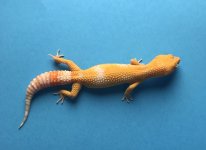 Albino Blood 5-11-17 36g 517 1014F.jpg