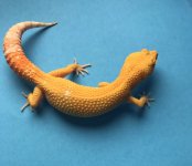 Albino Blood 6-21 36g 1053f pic2.jpg