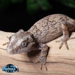 gargoyle-gecko-Fs52t.jpg