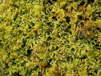 hypnum closeup.jpg