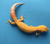 Albino Blood 6-21 36g 1053fjpg.jpg