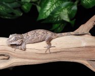 gargoyle-gecko-Fs52b.jpg