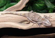 gargoyle-gecko-Fs52c.jpg
