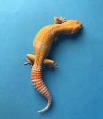 Albino Blood 7-5-17 45g 717 1070f pic2.jpg