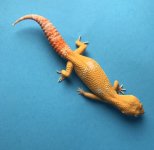 Albino Blood 7-5-17 45g 717 1070f.jpg