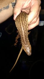 IMG_20170723_195648122.jpg