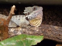 lophosaurus-boydii-male.jpg
