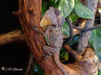 lophosaurus-boydii-female.jpg