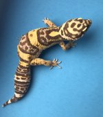 Cin Bandit 6-4 60g 1035f.jpg