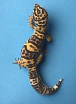 Cin Bandit 7-1 46g 1066f pic2.jpg