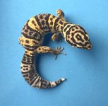 Cin Bandit 7-1 46g 1066f.jpg