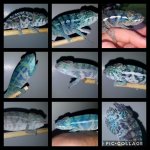 Collage 2017-07-18 09_03_54.jpg