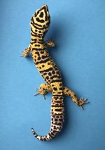 Jungle Bandit 6-10 54g 1040m.jpg