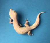 Giant MS RAPTOR 23g 6-15 1045f.jpg