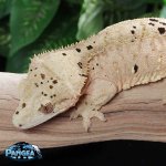 crested-gecko-Fs92T.jpg